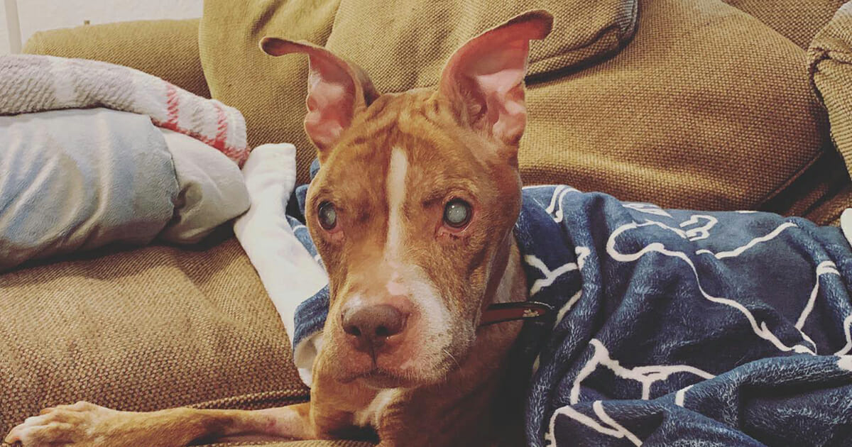 pit bull