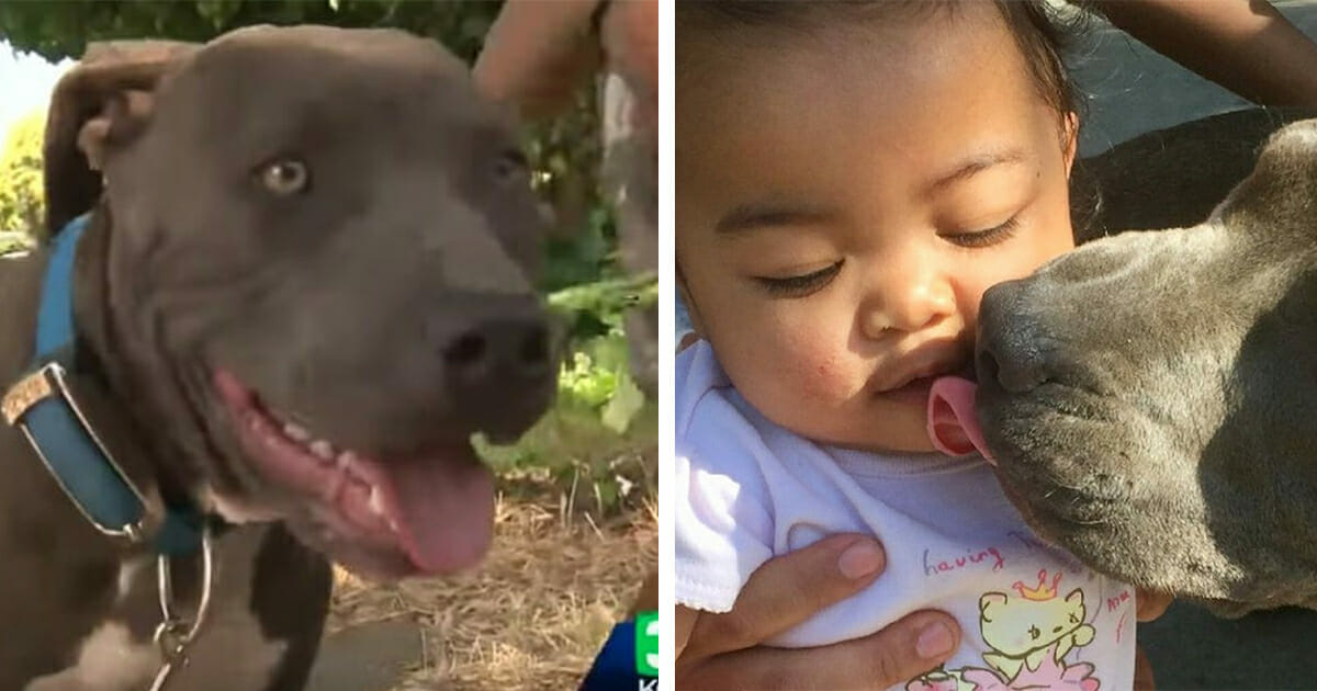 pitbull