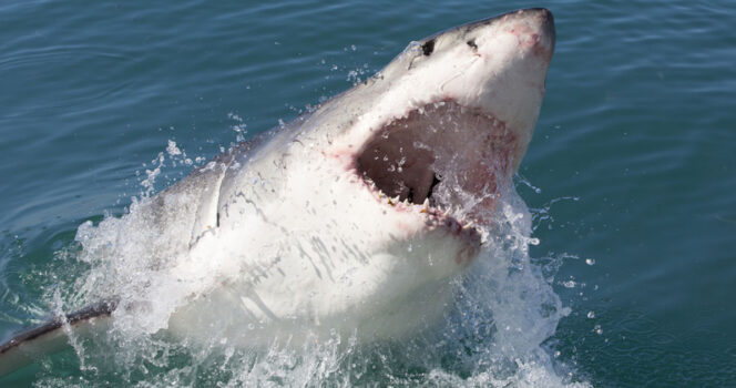 sharkattack