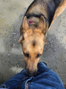 dog 