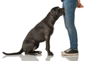 dog 