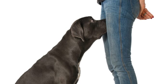 dog
