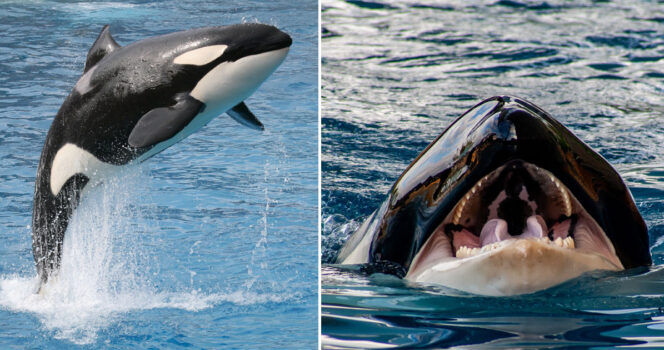 Orca